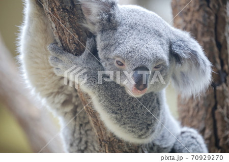 木登りするコアラ（東山動植物園　名古屋市） 70929270