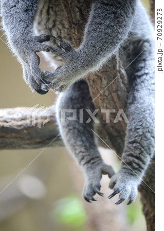 両手両足を投げ出すコアラ 東山動植物園 名古屋市 の写真素材