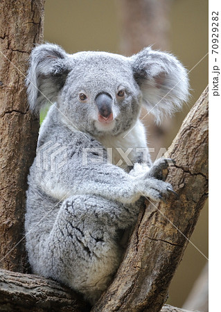 動物園で人気の動物 コアラ 東山動植物園 名古屋市 の写真素材