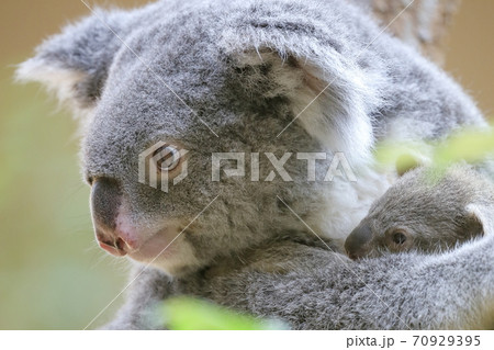 可愛い子供を抱きかかえるお母さんコアラ 東山動植物園 名古屋市 の写真素材