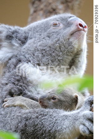 可愛い子供を抱きかかえるお母さんコアラ 東山動植物園 名古屋市 の写真素材