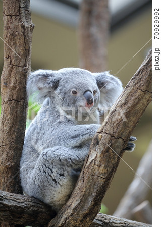 可愛いコアラ 東山動植物園 名古屋市 の写真素材