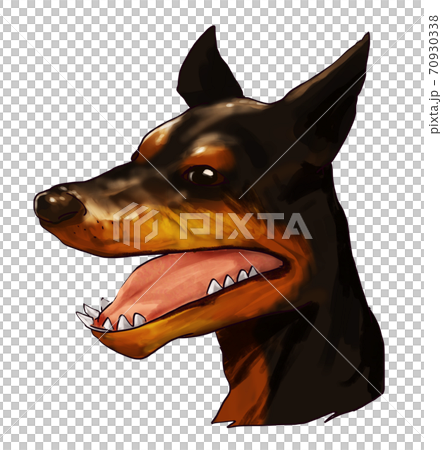 Doberman _ face 70930338