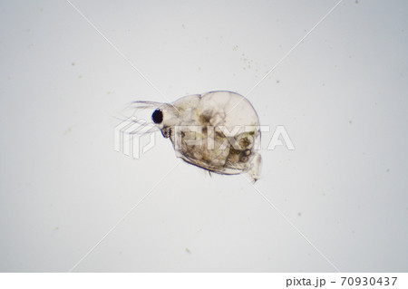 ミジンコ 70930437