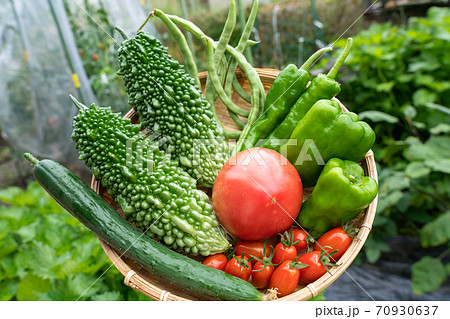 夏野菜の盛り合わせ 収穫 7月 家庭菜園の写真素材