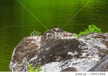 Wild duck resting on a rock near a lake 70931998