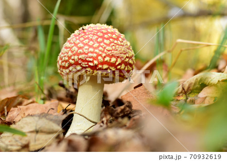 Amanita mushroom with a red hat and a white leg. Amanita mushroom with a red hat and a white leg. 70932619