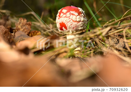 Amanita mushroom is lost among dry leaves. Amanita mushroom is lost among dry leaves. 70932620