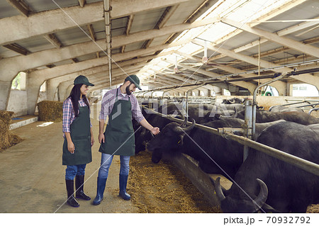 Happy young farmers looking after black buffaloes standing in stables in barn on dairy farm 70932792