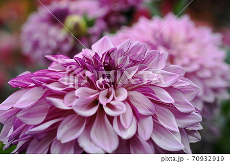 10月　町田209ダリア･キク科･町田ダリア園 70932919