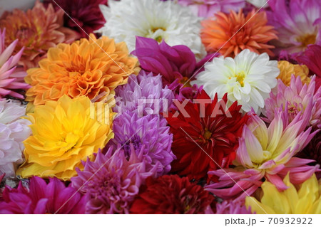 10月　町田204ダリア･キク科･町田ダリア園 70932922