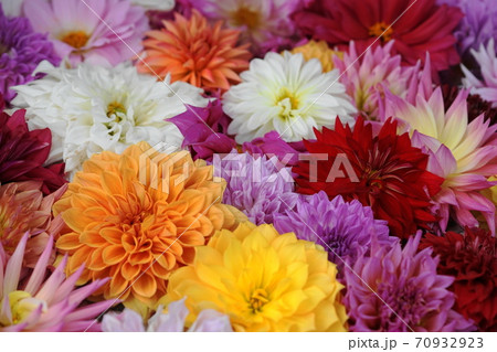 10月　町田205ダリア･キク科･町田ダリア園 70932923