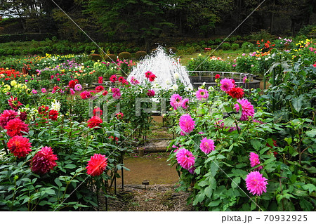 10月　町田202ダリア･キク科･町田ダリア園 70932925