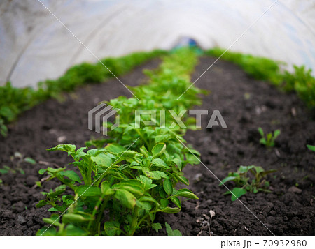 A row of tomatoes growing in a greenhouse 70932980
