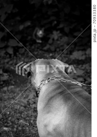 big dog on a walk saw a cat 70933380