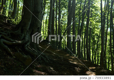 roots of old beech tree growing along a mountain path in the forest 70933891