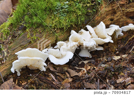 スギヒラタケ 70934817