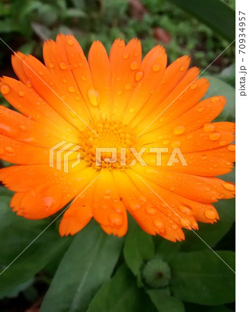 Flower of calendula with raindrops on petals. Flower of calendula with raindrops on petals. 70934957