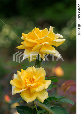 ♪バラが咲いた♪ ♪バラが咲いた♪ 70935622