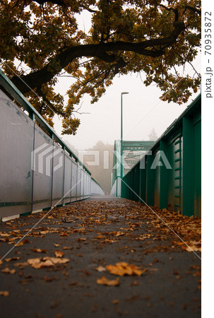 path on the renovated bridge in the early morning on which fallen oak leaves path on the renovated bridge in the early morning on which fallen oak leaves 70935872
