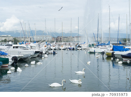 White swans against the background of the Grand Geneva Fountain White swans against the background of the Grand Geneva Fountain 70935973