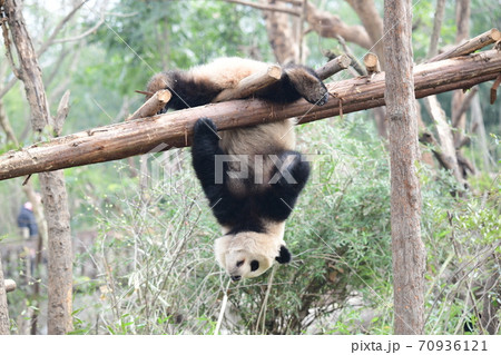 小パンダ 70936121
