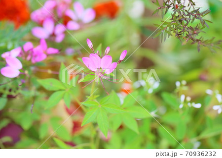 フウチョウソウの花 フウチョウソウの花 70936232
