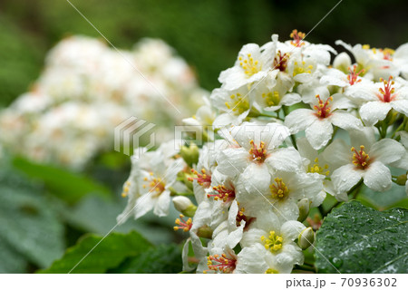 アブラギリの花 70936302