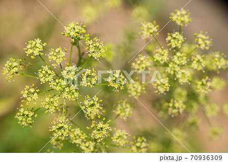 イタリアンパセリの花の写真素材