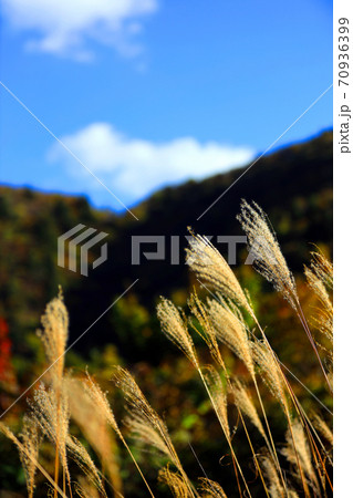 三重県三重郡菰野の紅葉の風景、秋、秋景色、秋色、【10月】 70936399