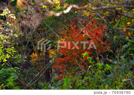 三重県三重郡菰野の紅葉の風景、秋、秋景色、秋色、【10月】 70936790