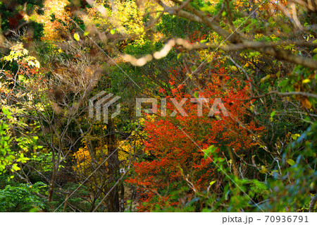 三重県三重郡菰野の紅葉の風景、秋、秋景色、秋色、【10月】 70936791