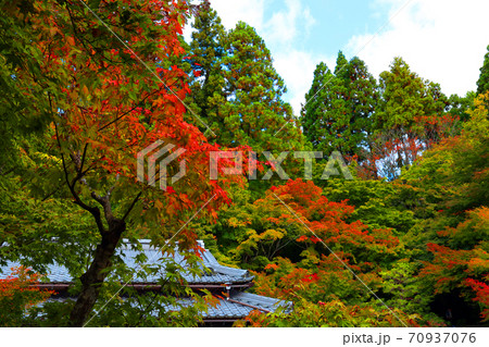 滋賀県東近江市の百済寺の紅葉風景、秋、秋景色、秋色、【10月】 70937076