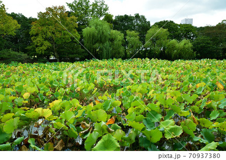 万博記念公園 日本庭園 ハスがいっぱいのはす池 万博記念公園 日本庭園 ハスがいっぱいのはす池 70937380