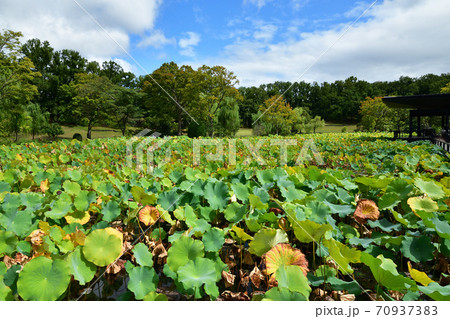 万博記念公園 日本庭園 初夏の水辺の象徴。はす池 万博記念公園 日本庭園 初夏の水辺の象徴。はす池 70937383