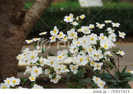シュウメイギク　Japanese anemone 70937423