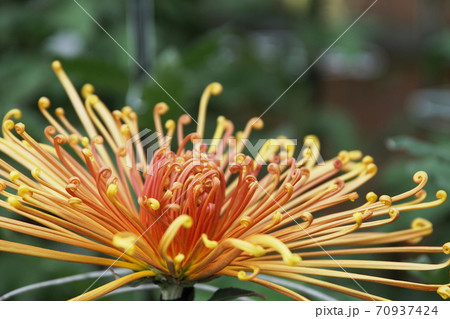 キク（菊）　Florists’ daisy 70937424
