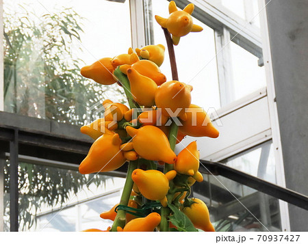 フォックスフェイス Nipplefruit フォックスフェイス Nipplefruit 70937427