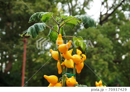 フォックスフェイス Nipplefruit フォックスフェイス Nipplefruit 70937429