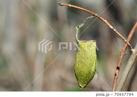ウスタビガの繭殻 70937794