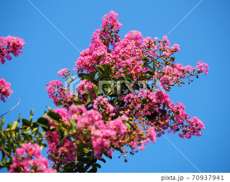 サルスベリ サルスベリ 70937941