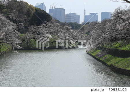 千鳥ヶ淵の桜 千鳥ヶ淵の桜 70938196