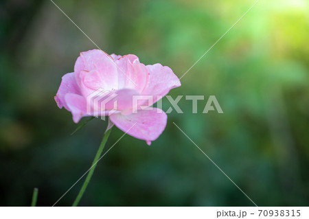 Roses in the garden Roses in the garden 70938315