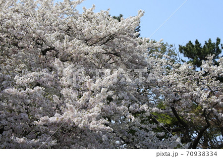 皇居の桜 皇居の桜 70938334