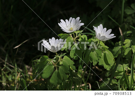 アズマイチゲ 70938513