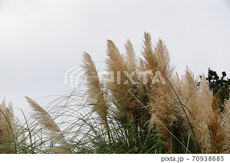 パンパスグラス　Pampas grass 70938685