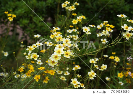 ウインターコスモス　Yellow cupid 70938686