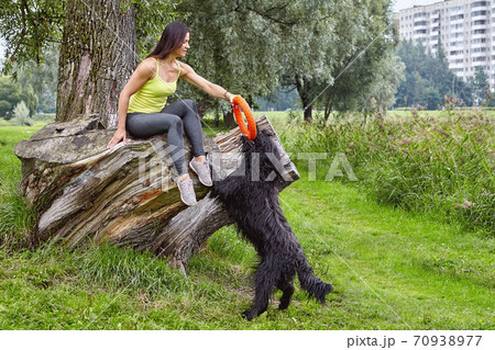 Female owner plays with black briard in public park at morning. 70938977