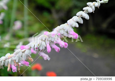 ふわふわした花の写真素材