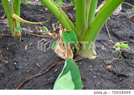 畑に植えられた里芋の根本 畑に植えられた里芋の根本 70938999